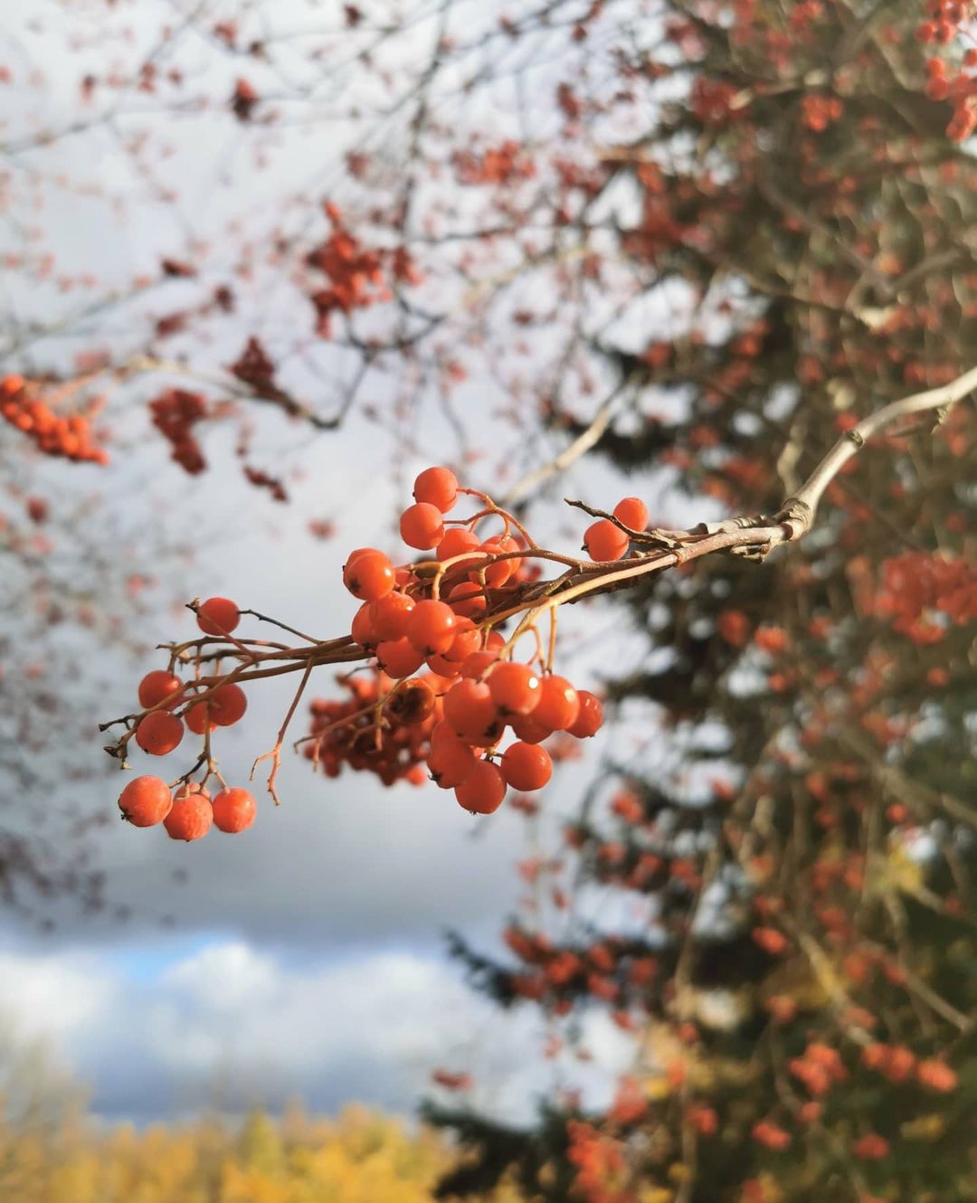 alexeybarukin в LOOKY — #питер#спб #осень #парнас#промзонапарнас #p30pro #huaweip30p