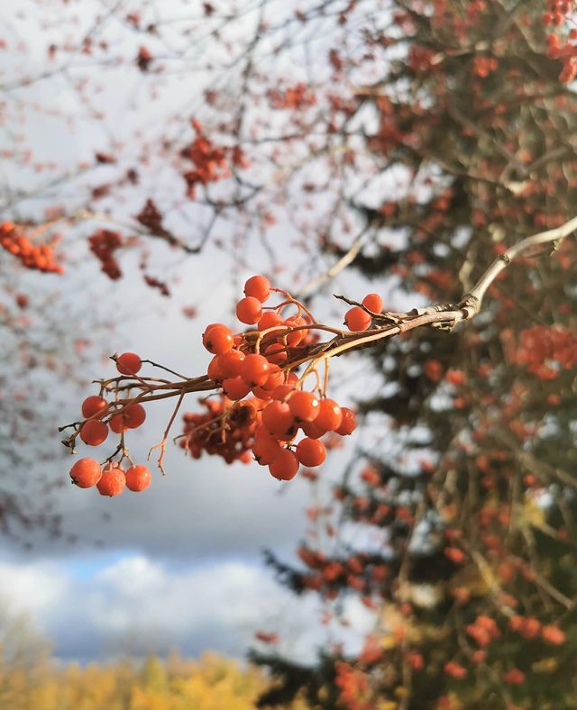 alexeybarukin в LOOKY. #питер#спб,#осень,#парнас#промзонапарнас,#p30pro,#huaweip30pro,#снятонаhuawei#mobilephoto#mobilephotography#piter#sun. #питер#спб #осень #п...