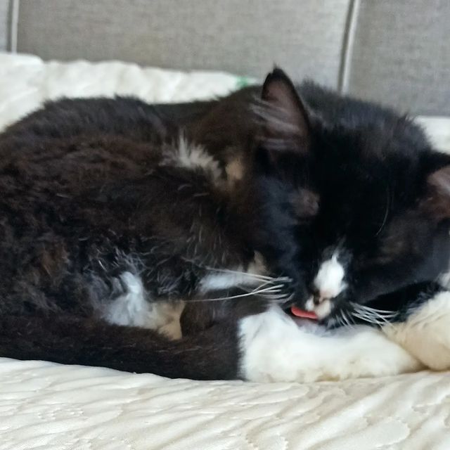 kostashub в LOOKY. #хвостик,#стрижкакотов,#котобормот,#лысыйкот. По полу катилось шер...