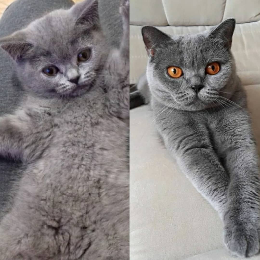 cat_musia_star_and_sima в LOOKY — Привет мои любимые друзья! ❤

Мой дружок Баксик @ryzhy_baks_
