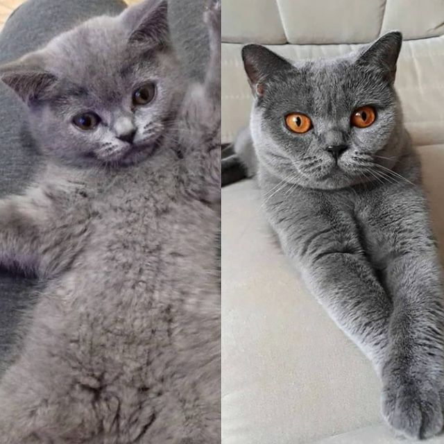 cat_musia_star_and_sima в LOOKY. #назад_в_Котодетство. Привет мои любимые д...