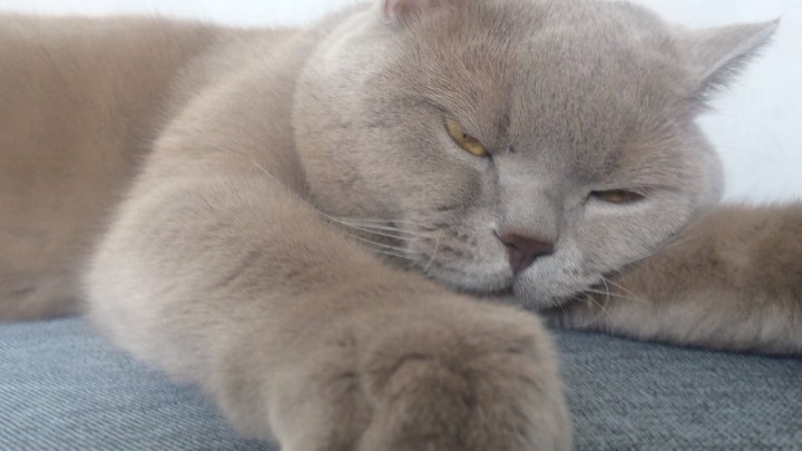 valerich_tula в LOOKY. #кот,#безкотаижизньнета,#шотландец. Вот Вам довольный ко...