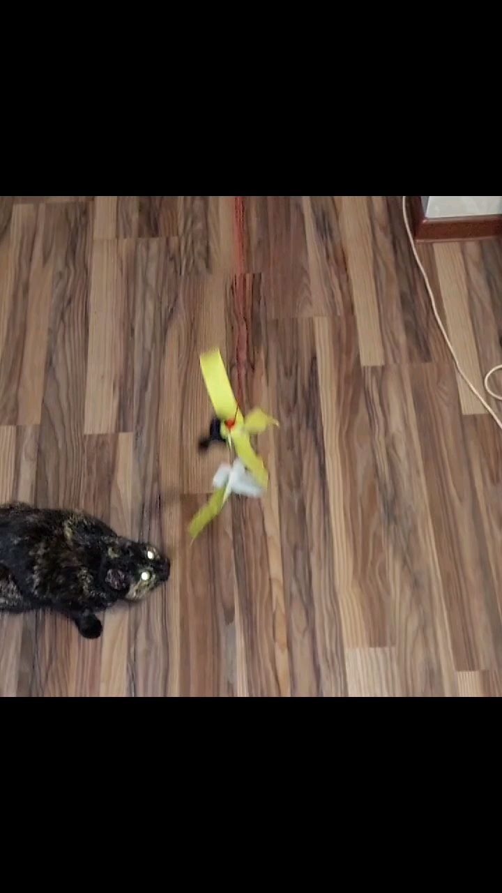 olgaserbul6323 в LOOKY. #cat,#catgame,#catdance. Диско 90-х у кошечки...