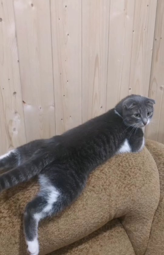 funtick_kot в LOOKY. #кот,#котики,#деревня,#мышь,#cat,#cats_of_world,#cats_of_the_world,#catoftheday,#mouse,#hunter. Без комментариев.......
