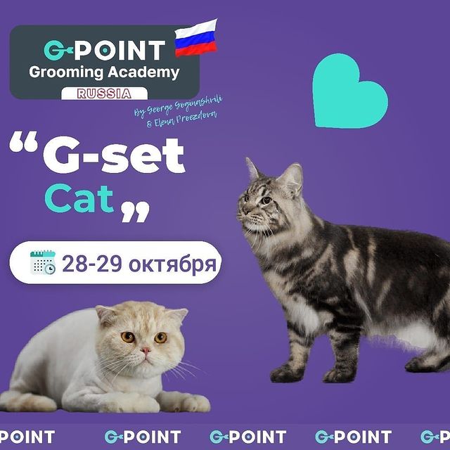 mycatgrooming в LOOKY. #грумингкошек,#обучениегрумингукошек. Кто не успел в авгус...