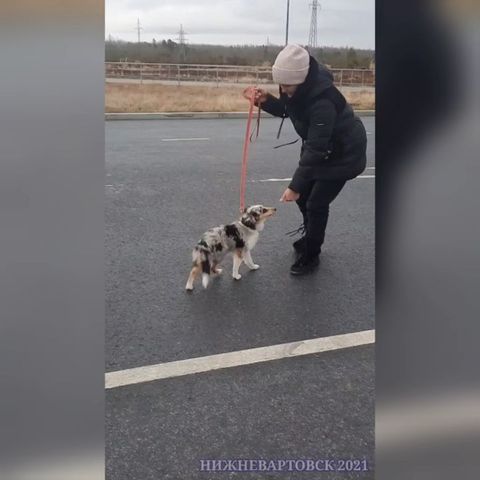 dressirovka_nv in LOOKY. . Наталья и Джесси (ше...