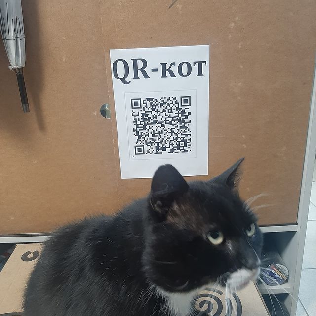 dimosinga в LOOKY. . Рабочий QR-КОТ.