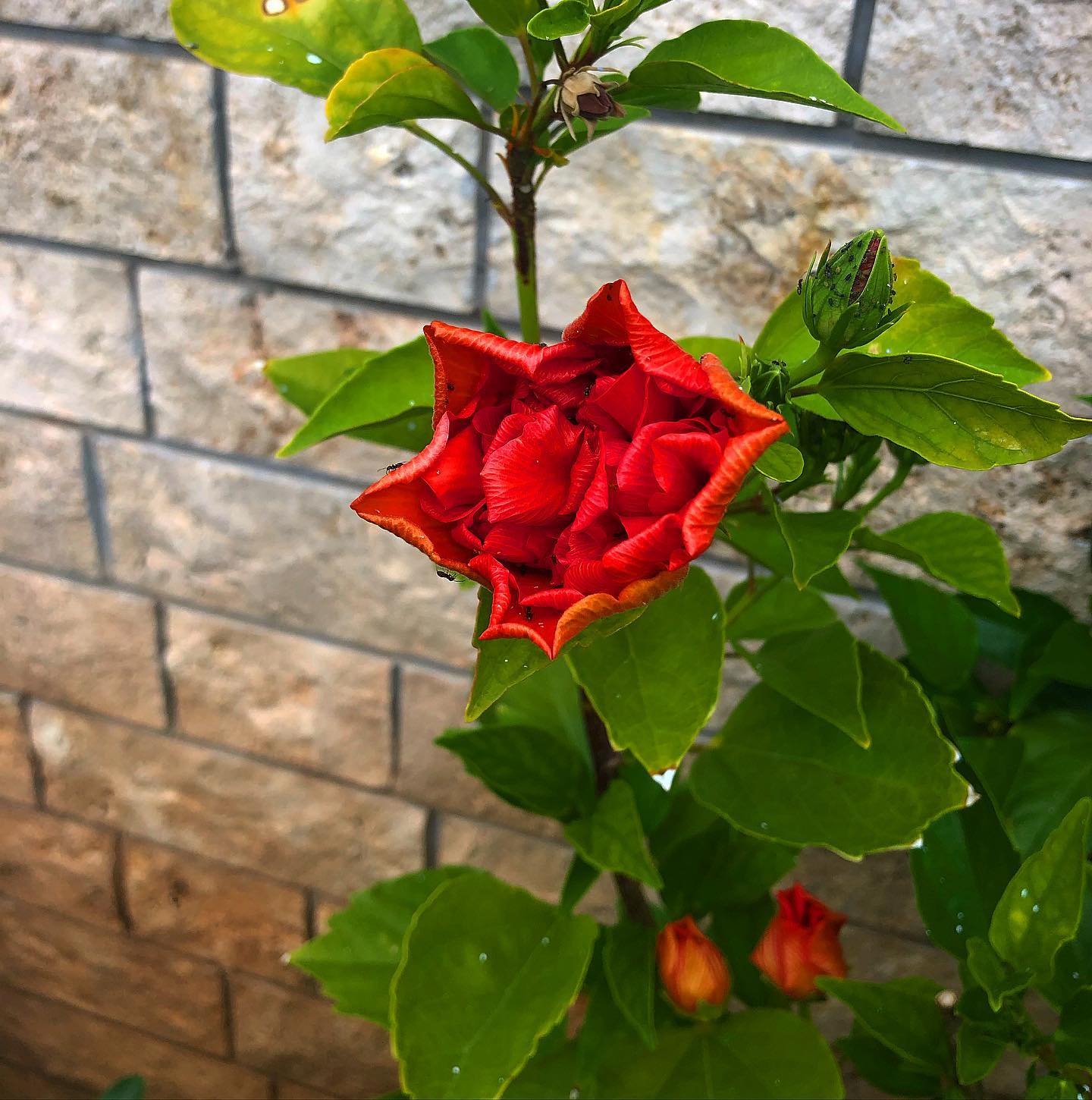 evgenia.rosl in LOOKY. #flowers,#flowerstagram,#flora,#plants,#plant,#instaflower,#instagood,#instaflowers,#blumen,#цветы,#цветок. #flowers #flowerstag...