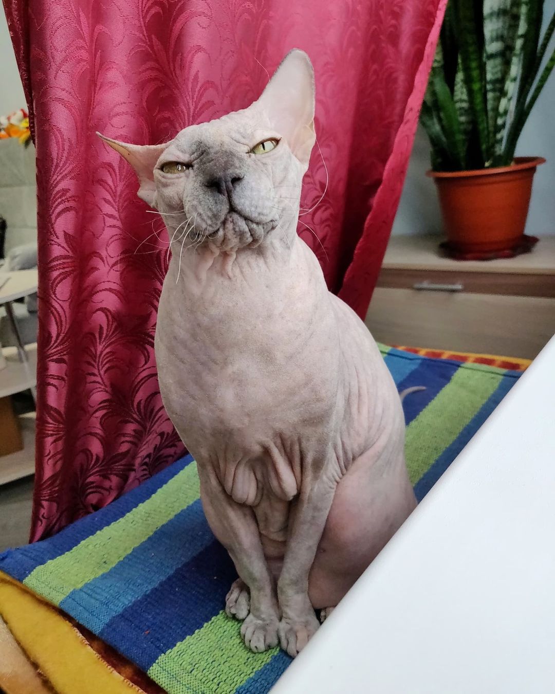 eva_sphynx_cat в LOOKY — фото 2