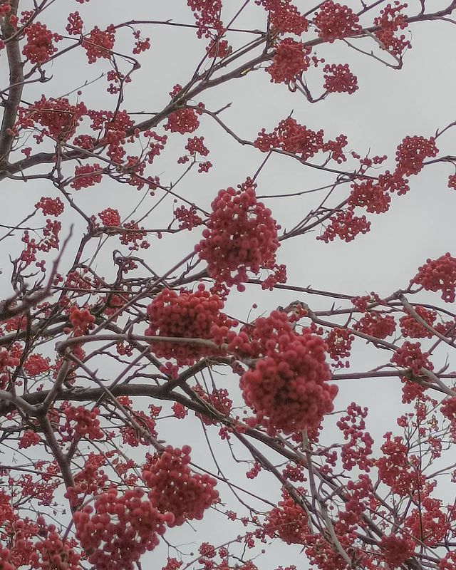 veroveonika в LOOKY. #fall,#autumn. 🍁🌺🍂

#fall #autum...