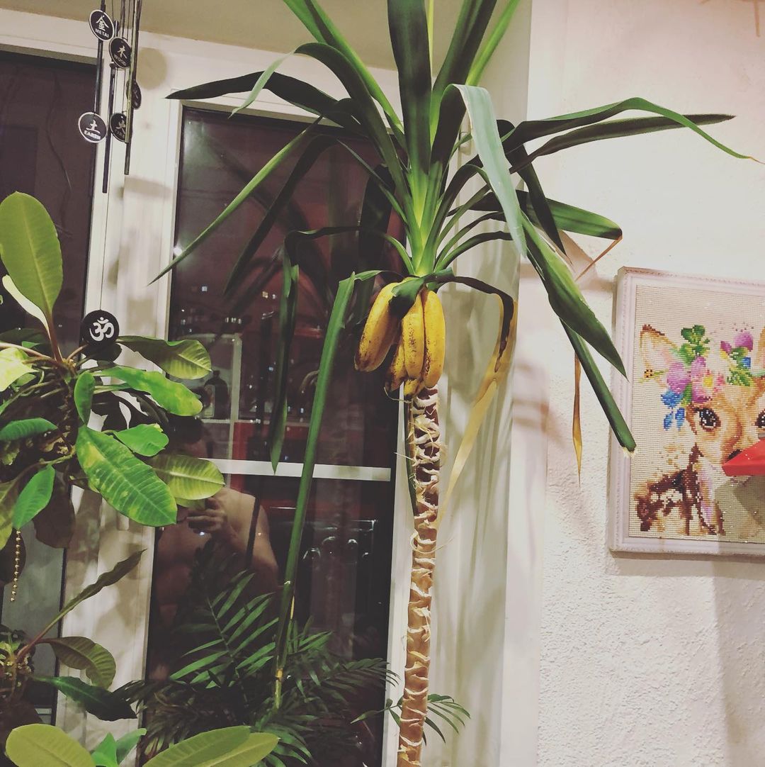 kommerslife в LOOKY — Урожай 🍌  #банан #урожай #бананынапальме #бананы #жизнь #па