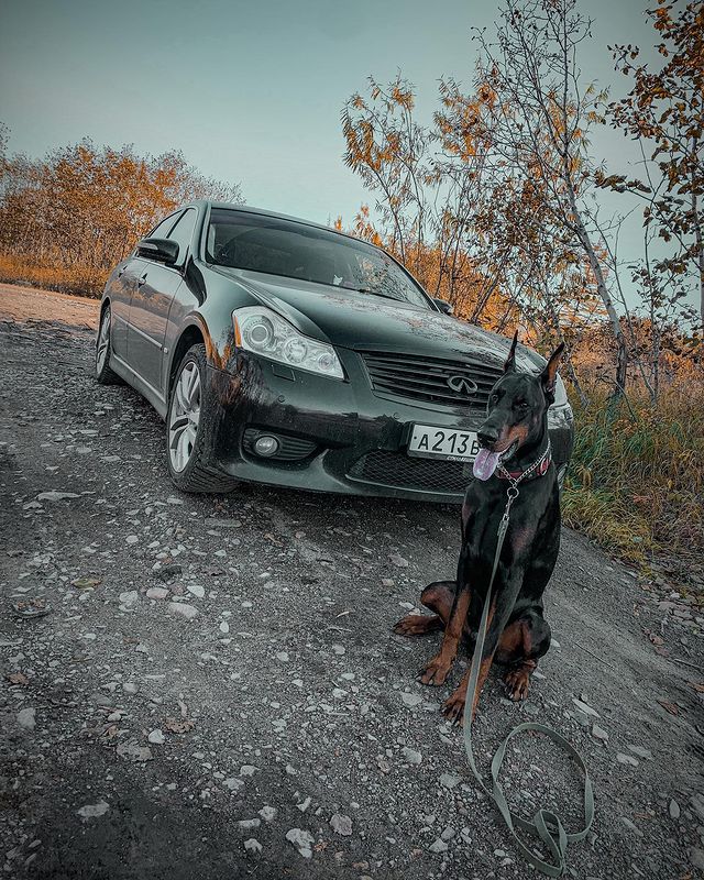 sv_vn_ в LOOKY. #doberman#dobermanpride#donerman_instagram#dobermanarlenrus#dobermanmagadan#infinity#infinitycar. @arlenrus 

#doberma...