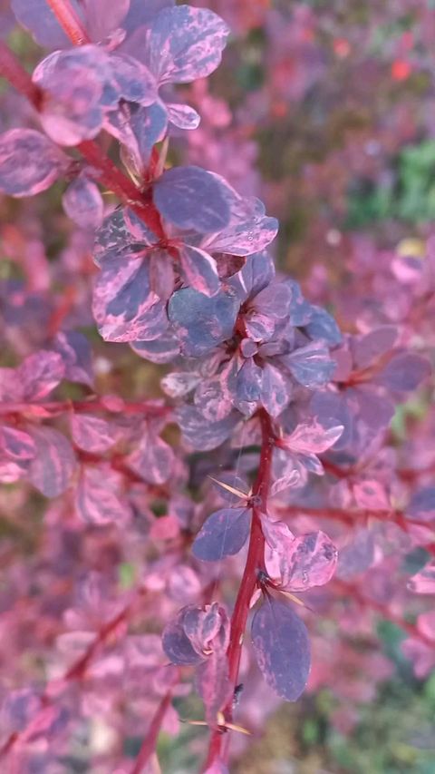 l.e._l.e.n.a в LOOKY. #barberryharlequin,#барбарисарлекин,#красиво,#beautifully,#прекрасноерядом,#садоводство,#gardening,#gardenlife,#gardenlove,#lovegardening,#garden,#plantslove,#barberry,#барбарис,#растения,#кустарник,#декоративныйкустарник,#plants. #barberryharlequin #...