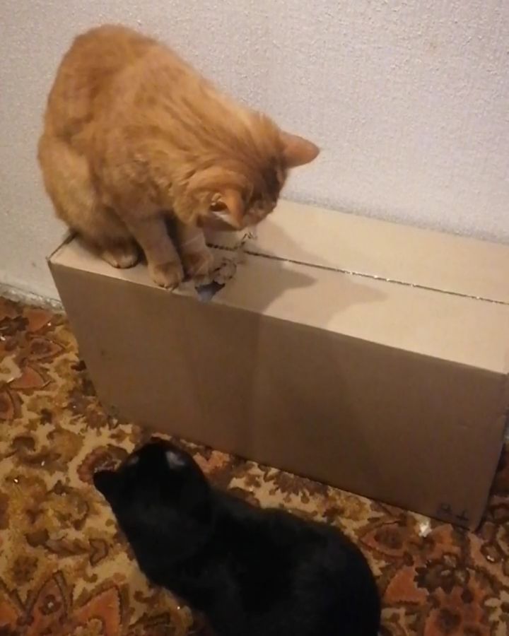 kotya_cat_khv в LOOKY. . Рубрика "Распаковка"...