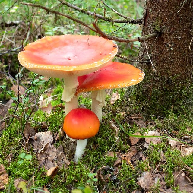 the.tail.wind в LOOKY. #naturelife#wildlifestyle#wildlifephotography#callofthewild#mushrooms#amanita_muscaria#fly_agaric#tailwindphoto#природа#дикаяжизнь#фотографииприроды#грибы#мухомор#мухоморкрасный. #naturelife#wildlife...
