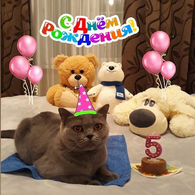 cat_musia_star_and_sima в LOOKY. #пати_у_кота_на_хате,#поздравлениеБони,#деньрождения,#деньрождениякошки,#муся,#кошечка,#пятилетие,#любимаякошка,#праздник,#котомир,#безкотаижизньнета,#котикимуркотики,#шотландскаякошка,#осень,#октябрь,#красноярск,#россия,#happybirthday,#happybirthdaytome,#autumn,#lovefriends,#catsphoto,#instacat,#catlife,#catsuit,#catsofinstagram,#happycat. 🎁 ДЕНЬ РОЖДЕНИЯ 🎁
...