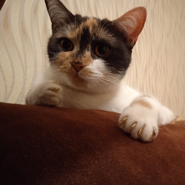 ok.oreshkina в LOOKY. . Когда у твоей кошки,...