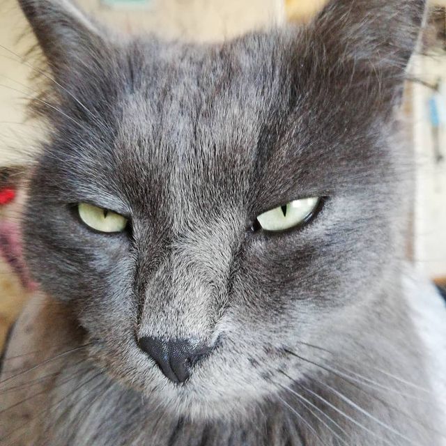 kalena2088 в LOOKY. #домашниеживотные,#cathoom. Мой ласковый и нежны...