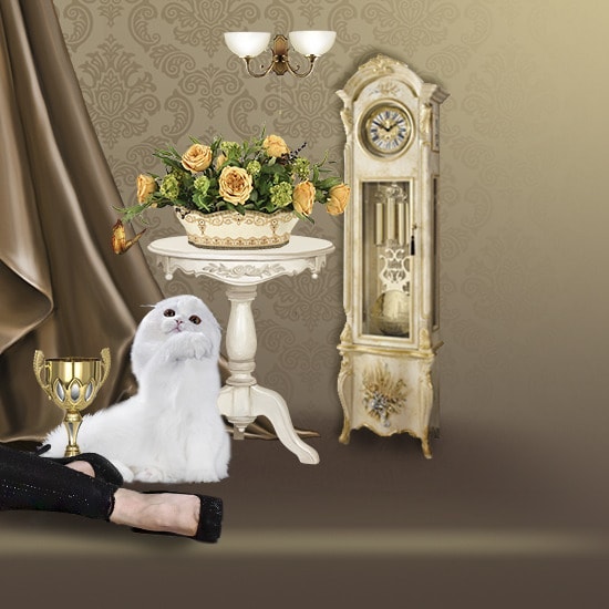 Вислоухие Шотландские котята в LOOKY. #moscharm_info. #moscharm_info