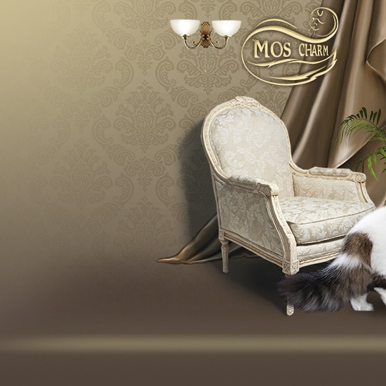 Вислоухие Шотландские котята в LOOKY. #moscharm_info. #moscharm_info