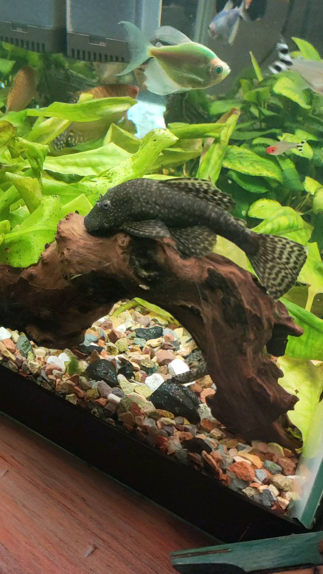 stas.nvkz в LOOKY. #сом,#aquarium,#aquariumlife,#fish,#catfish. Наш #сом Серя 
#aqua...