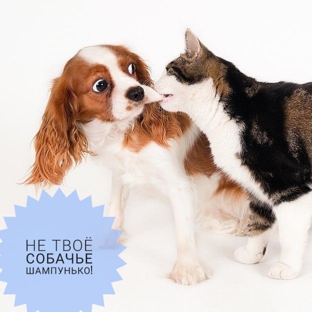 mycatgrooming в LOOKY. #кошачийгрумер,#грумингкошек,#уходзашерстьюкошек
#косметикадлякошек
#здороваяшерсть,#здороваякожа,#грумерходякова,#МоёКошачьеДело,#МКД_полезное. "А можно ли мыть кош...