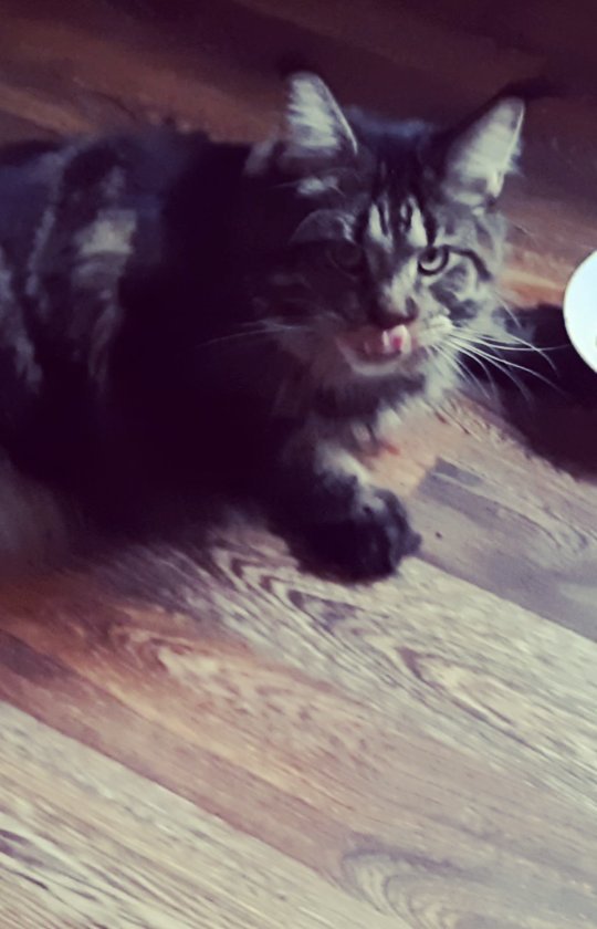 kotevna в LOOKY. #springmelody_Zet#любимыйкотик. Мейн-куны так едят,д...