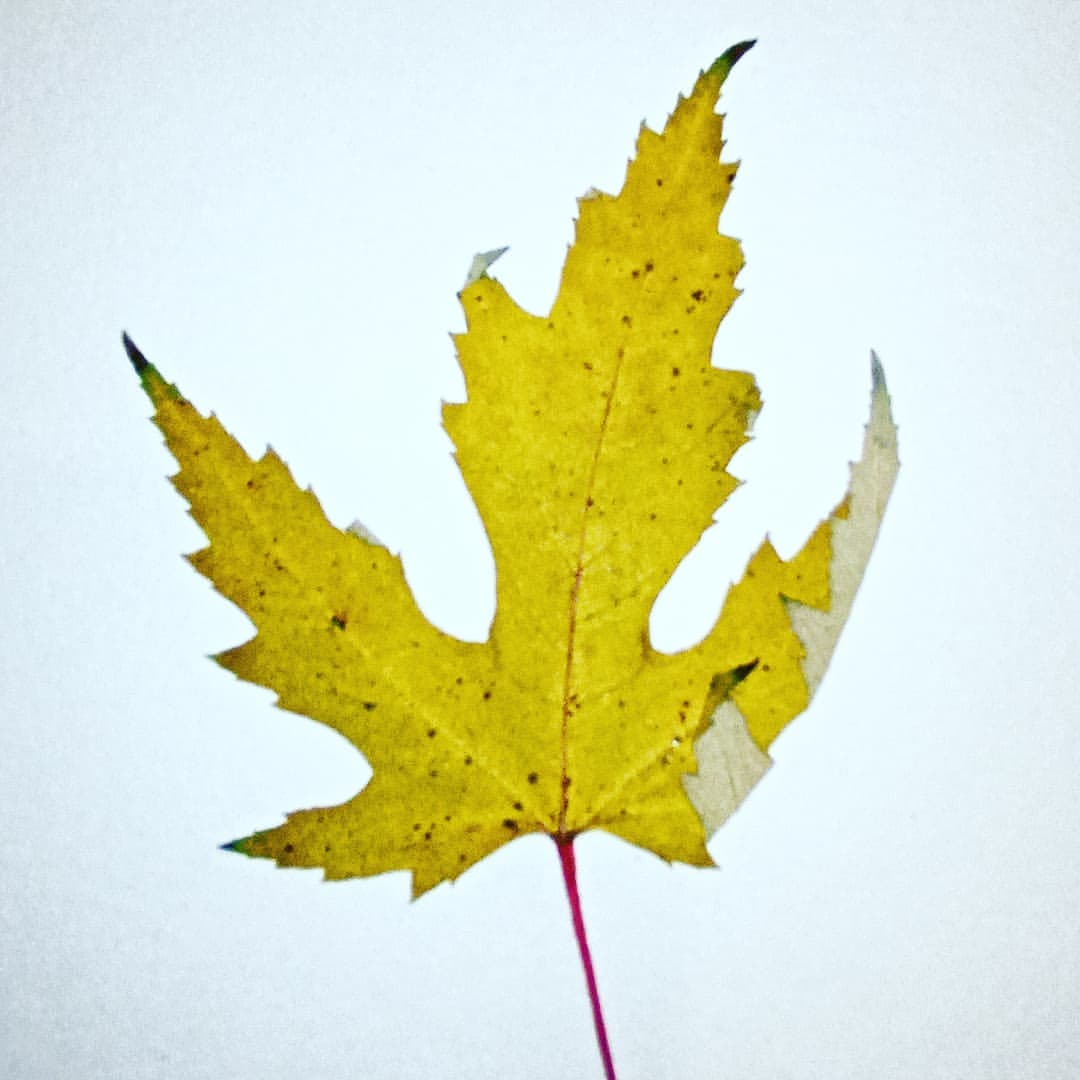 auxance в LOOKY — #colour #leaves #листья #осень #цветаосени21 #о2_2ноя