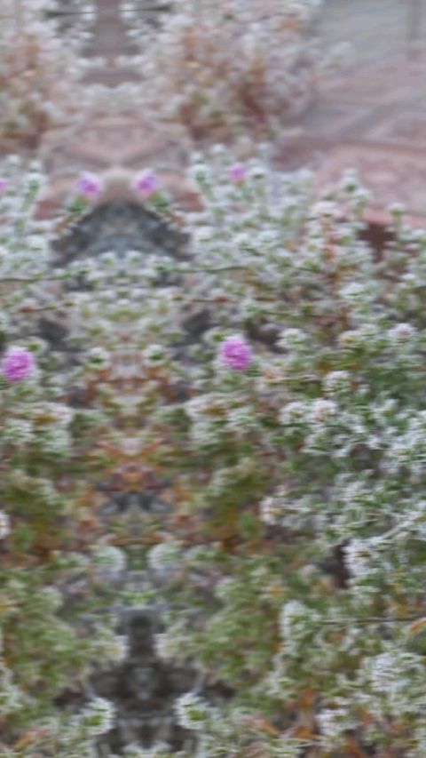 l.e._l.e.n.a в LOOKY. #reels,#морозец,#ноябрь,#морозноеутро,#осеньнадаче,#frostymorning,#november,#gardenlife,#gardenlove,#loveplants,#plants,#растения,#дача. У меня получилось🙆�...