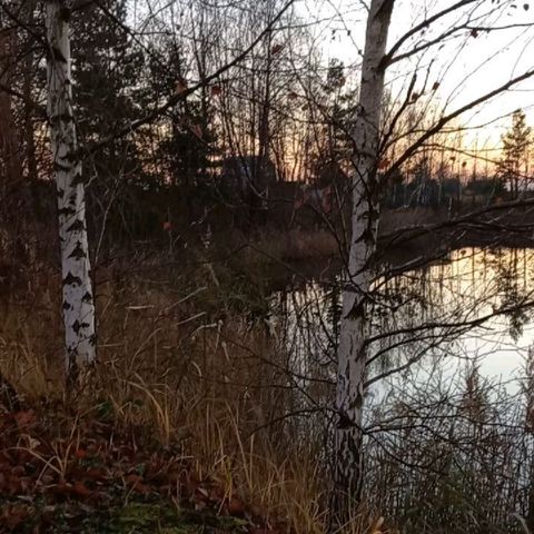 l.e._l.e.n.a в LOOKY. #пруд,#осеньнадаче,#ноябрь,#прекрасноерядом,#природа,#november,#pond,#gardenlife,#lovegardening,#gardenlove. #пруд #осеньнадаче #...
