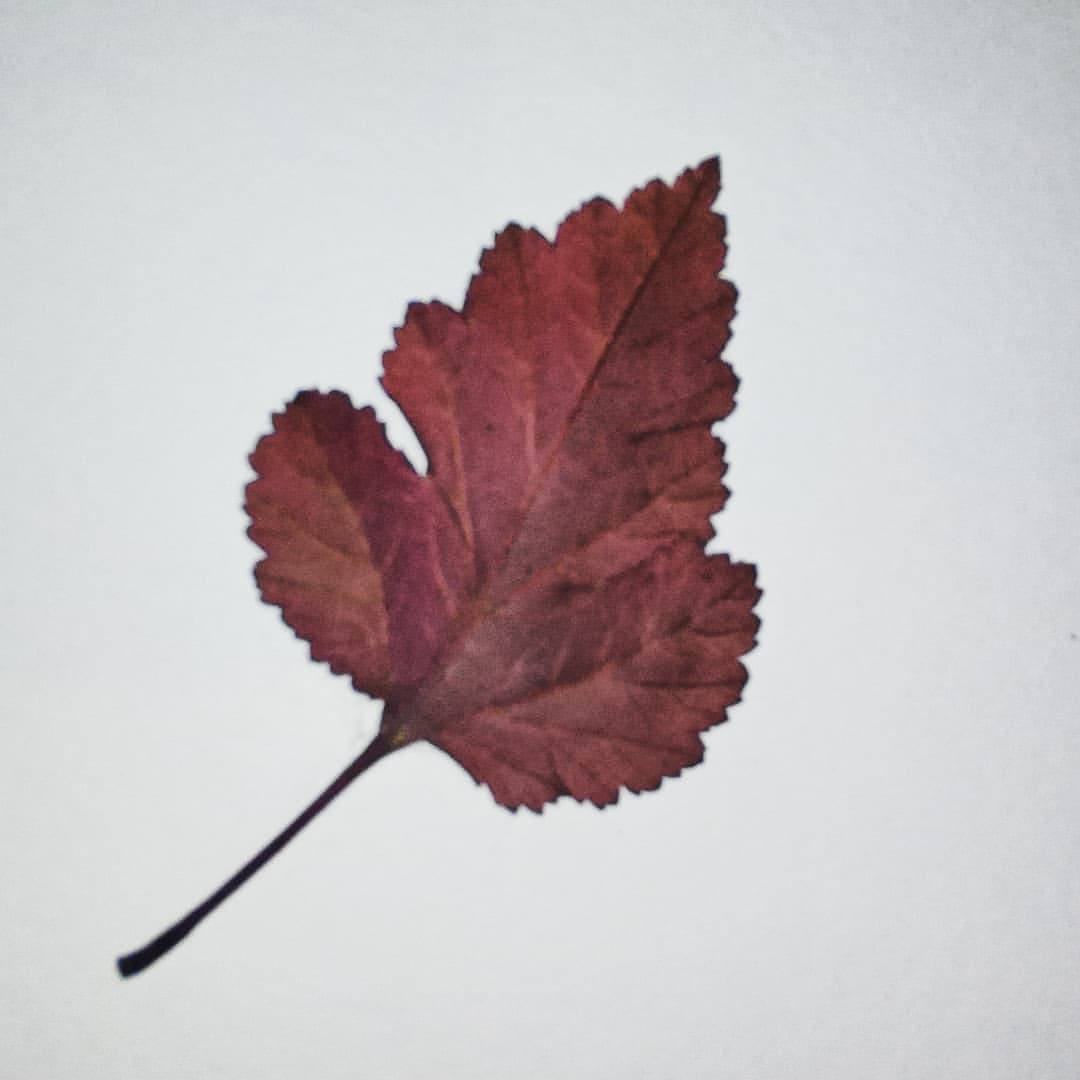 auxance в LOOKY — #colour #leaves #листья #осень #цветаосени21 #о2_3ноя
