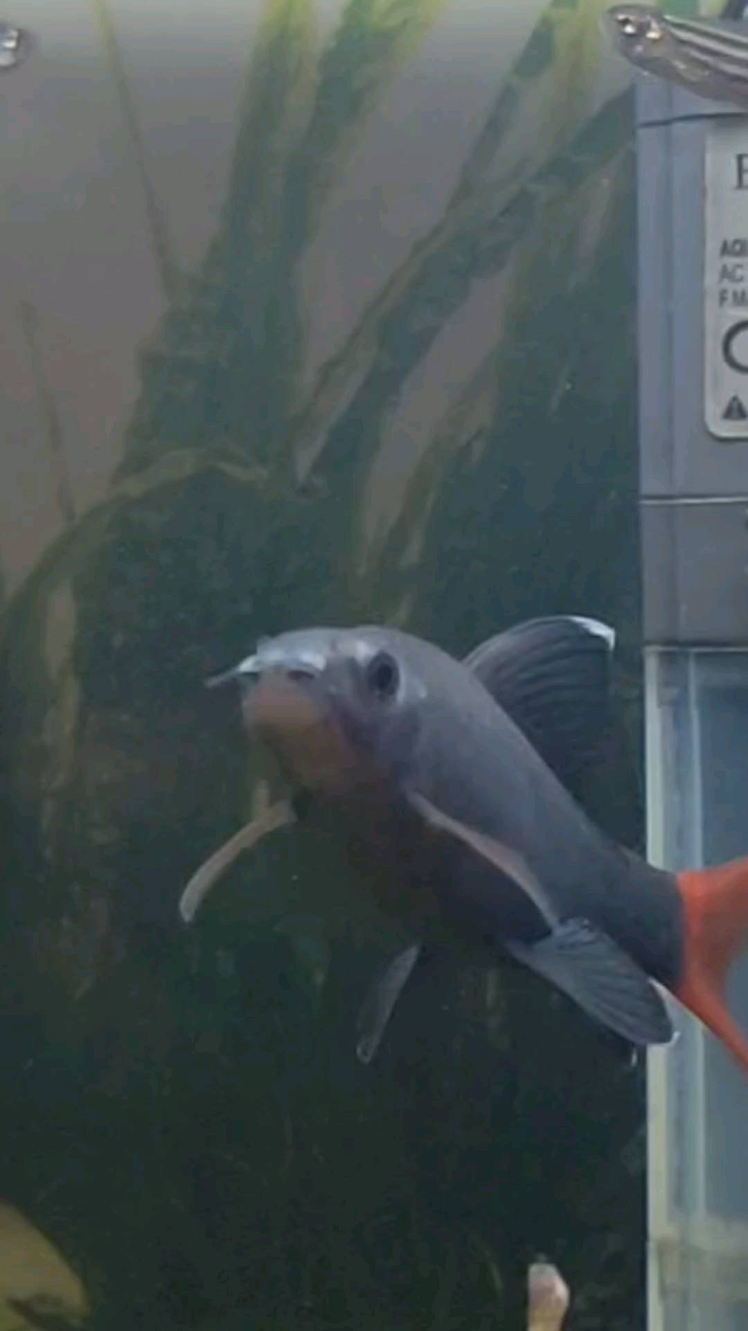 stas.nvkz в LOOKY. #aquarium,#aquariumlife,#fish,#catfish,#аквариум,#аквриумнистика,#сом,#scatman,#рыбалка,#barbus,#лабео,#двухцветныйлабео,#epalzeorhynchos. Карп поёт припев Sca...