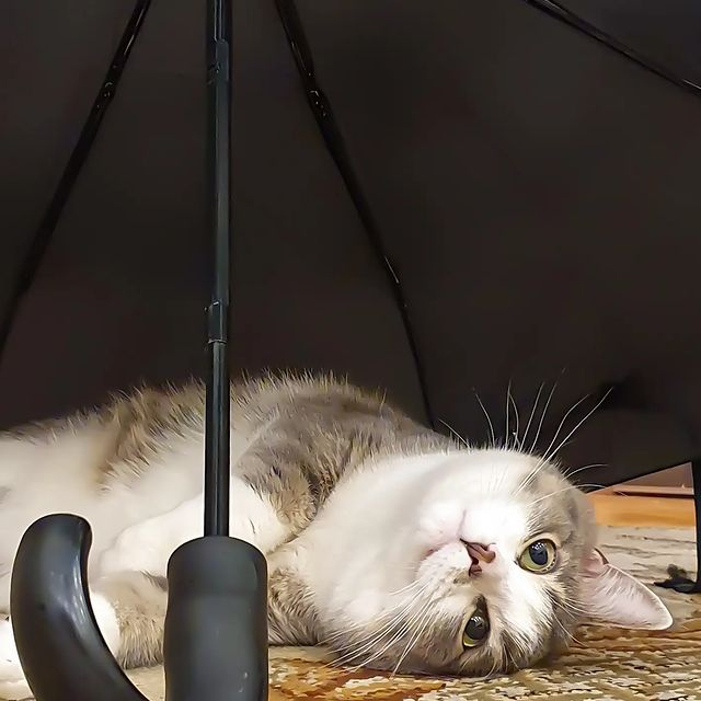 it.kotik в LOOKY. . В каждом коте живёт ...