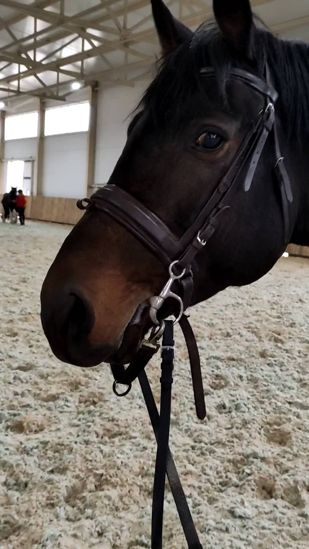 ars_diretore в LOOKY. . 🐴❤