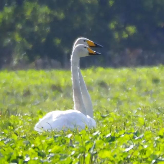 the.tail.wind в LOOKY. #nature#naturelife#naturephotography#wildlifestyle#tailwindphoto#animals#birds#swan#whooper_swan#cygnus_cygnus#природа#дикаяжизнь#зовприроды#животные#лебеди#лебедикликуны. #nature#naturelife#n...