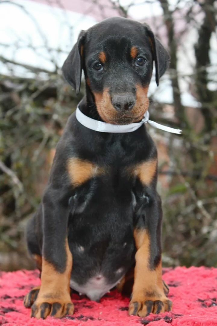sv_vn_ в LOOKY. #dobermanpride. 2 года мальчишке🤗❤️...
