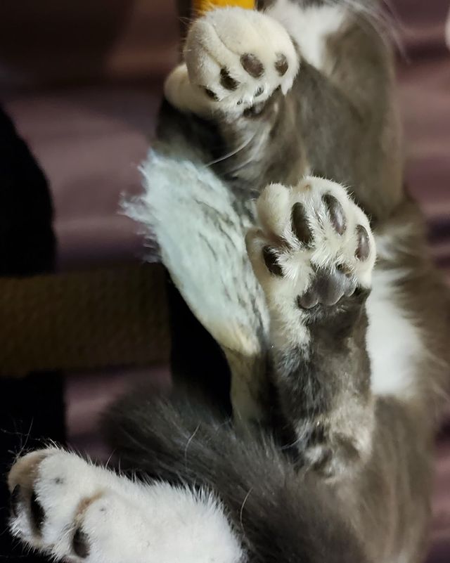 lipatovmv в LOOKY. #amazingcat,#toypet,#pet,#spb,#спб,#animal,#instacat,#ванлав,#carpetshark,#гиперактивность,#tomcat,#котенок,#кот,#мяу,#meow,#кекскот,#kexcat. Экстремальный сон. 
...