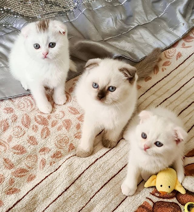 larisatyseva в LOOKY. . Мои малыши, разбирае...