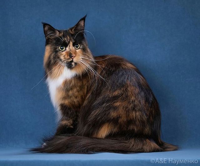 mycatgrooming в LOOKY. #кошачийгрумер,#грумингкошек,#грумингкошекмосква,#грумеркошекмосква,#выставочныйгрумингкошек,#шоугрумингкошек,#мейнкун,#куномания,#грумингмейнкуна,#грумингмейнкунамосква,#выставкакошек,#выставкакошекмосква,#фросямаминаконфета,#черепаховаякошка,#черепахасбелым,#красивыекошки,#catgroomer,#catgrooming,#mycatgrooming,#mainecoongrooming,#catbeauty,#mainecoon,#mainecoonlovers,#mainecoonsofinstagram,#forestbeautyiggu,#tortiecat,#tortiewithwhite. Все в ней гармония, ...
