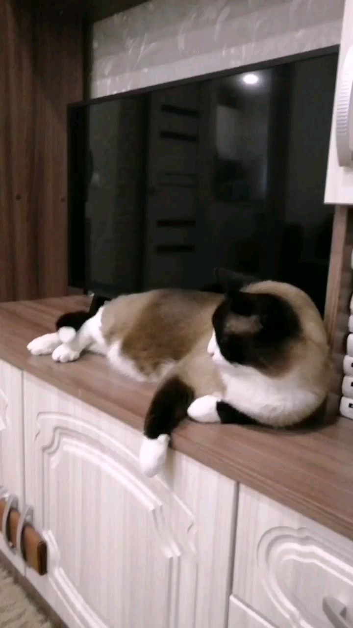 kandyba30olesya в LOOKY. #котик,#котейка,#кот,#котэ. #котик #котейка #кот...