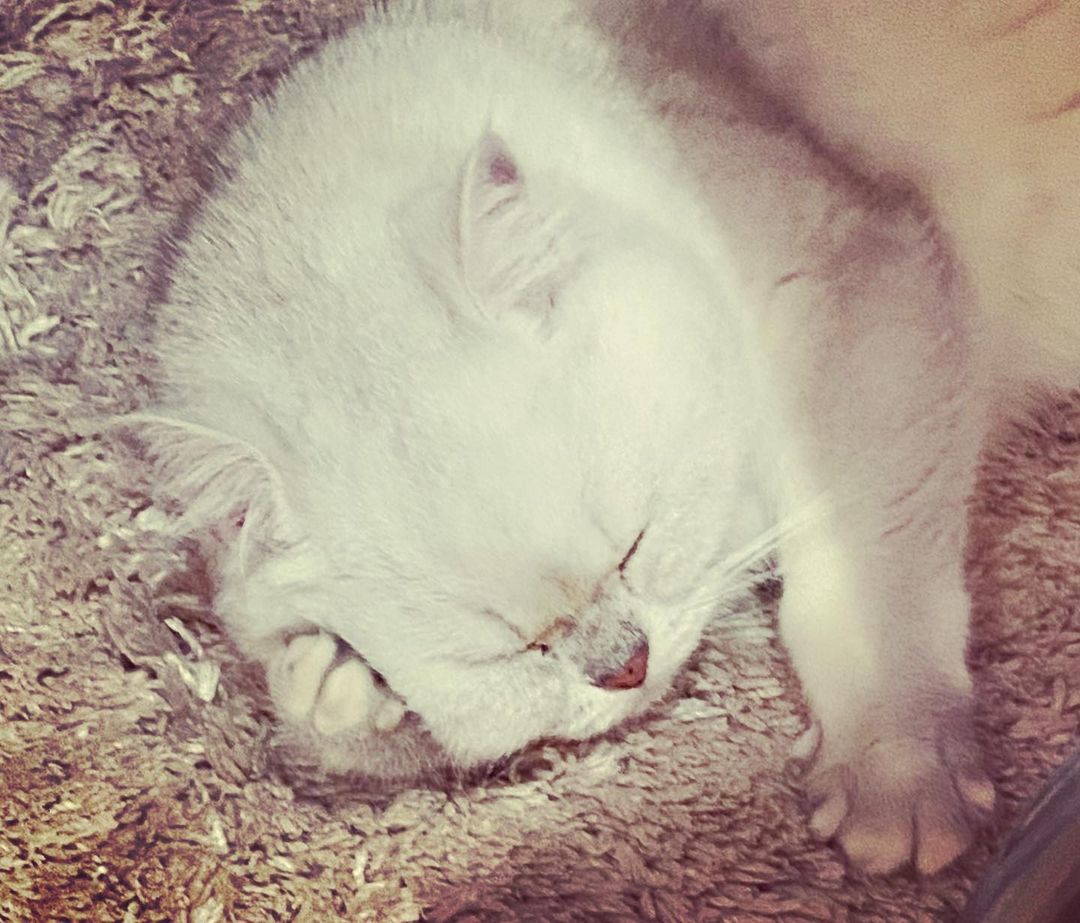 evgenya_dud в LOOKY — Надо выпустить котам подушку в виде кошачьей лапы. А то свою