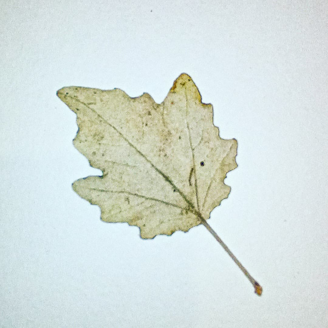 auxance в LOOKY — #colour #leaves #листья #осень #цветаосени21 #о2_10ноя