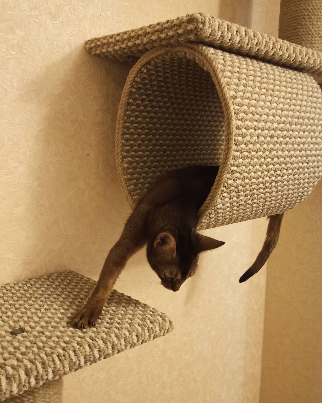 littlerat1 в LOOKY — Дейзи. А как спят ваши кошки😂😂😂🤗😻😻