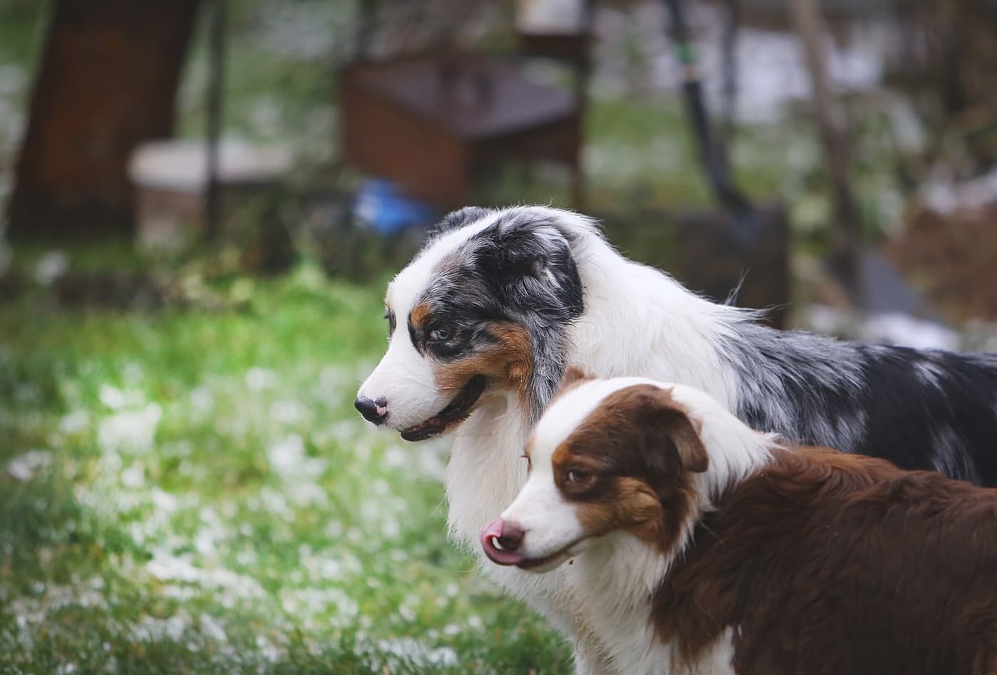 iz_doma_korolevoi_kennel в LOOKY — фото 3