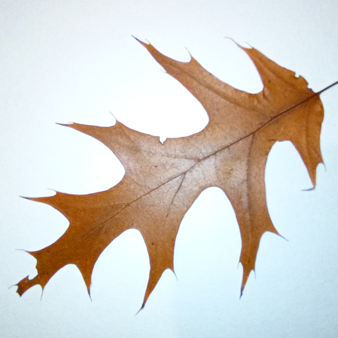 auxance в LOOKY — #colour #leaves #листья #осень #цветаосени21 #о2_13ноя