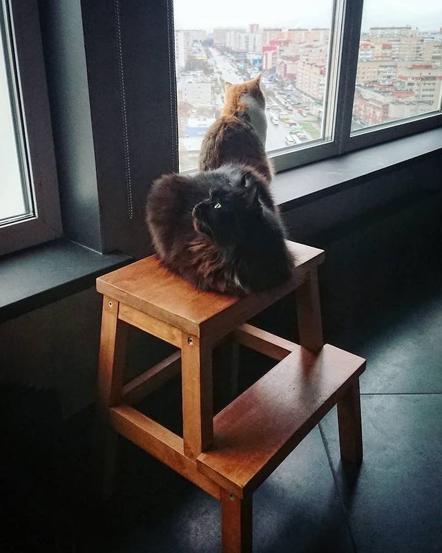 tchainka в LOOKY. #животноефима,#лунапримавера,#дуралюська,#панорамныеокна,#видизокна,#мнесверхувидновсе,#напосту,#прямщас,#снято_на_палку_от_метлы,#котизм,#котиковмногонебывает,#котиковдолжнобытьмного,#большекотиков,#ещебольшекотиков,#котокадр,#котыпопаливобъектив. Утренний дзэн. #живо...