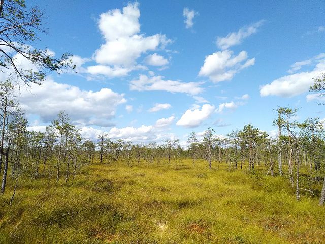the.tail.wind в LOOKY. #nature#naturelife#wild#wildlifestyle#wildlifephotgraphy#tailwindphoto#sky#clouds#trees#swamp#природа#дикаяжизнь#зовприроды#фотографииприроды#небо#облака#деревья#болото. #nature#naturelife#w...
