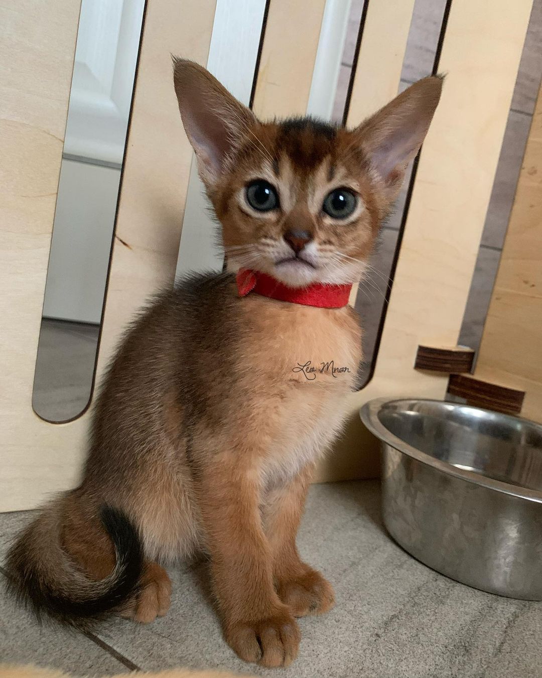 leo_minor_aby_cattery_cfa в LOOKY — фото 2