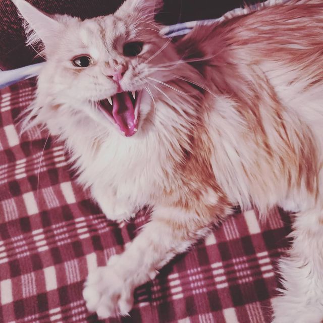 heimdallrcoon в LOOKY. #котхеймдалль,#котики,#котиквклинике,#котик,#cat,#mainecoons,#instacat,#maincoon. Сегодня ездили делат...