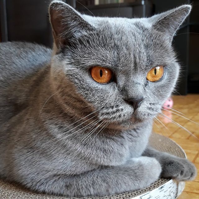 cat_musia_star_and_sima в LOOKY. #муся,#кошкамуся,#кошечка,#котыикошки,#шотландка,#безкотаижизньнета,#котозависимость,#котофото,#спасибодрузьям,#котомир,#котомодель,#котоблогер,#catsphoto,#instagramcat,#catmusya,#catsuit,#catphotography,#cat_of_instagram,#friendscat,#catmodels. Привет, мои любимые ...